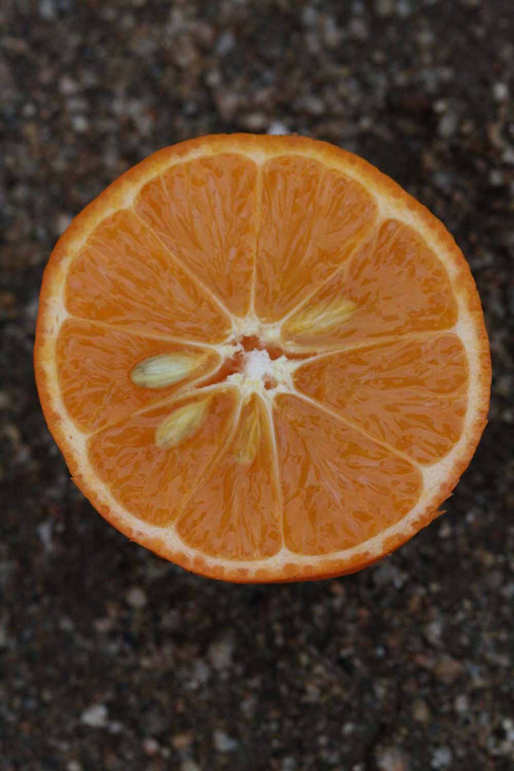            Fruit cross-section (Riverside, CA)   